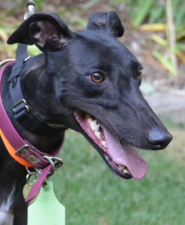 Decota, Adopted, Adult Female Greyhound.