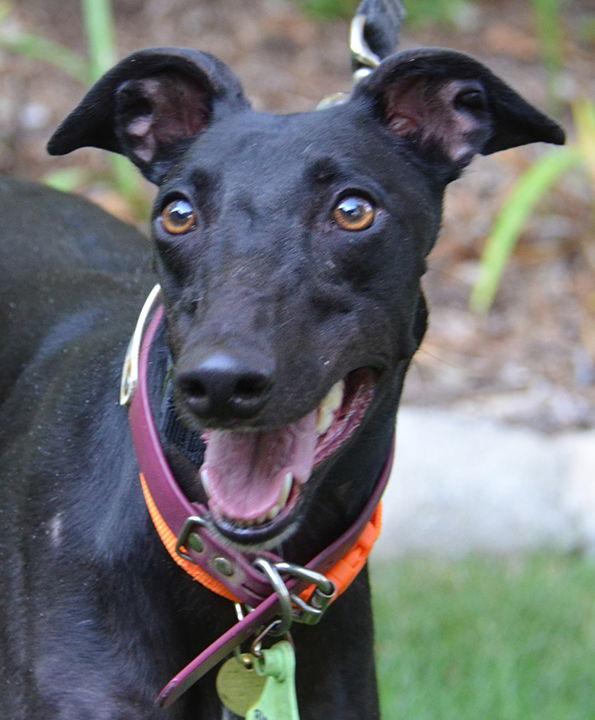 Decota, a Adopted Greyhound in Minneapolis, MN image 2/3