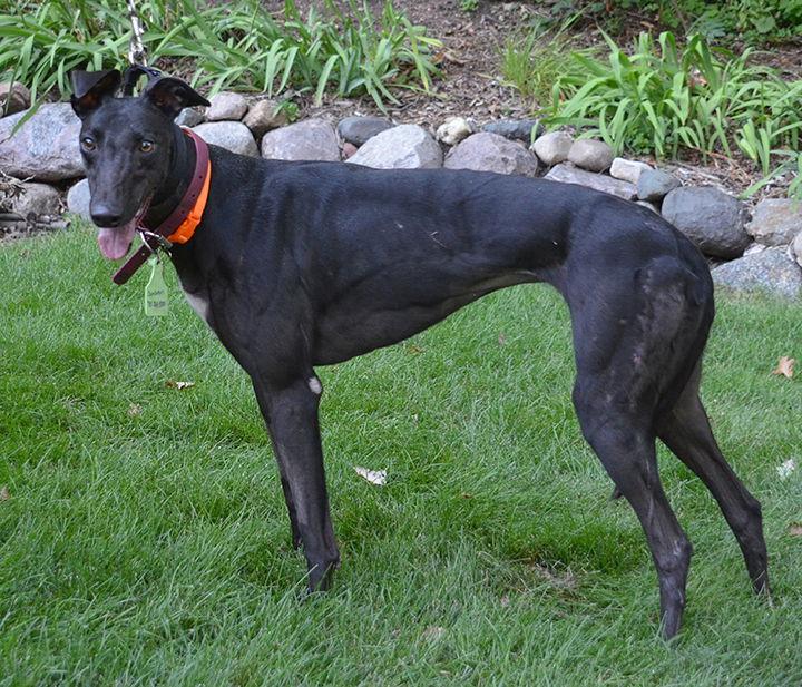Decota, a Adopted Greyhound in Minneapolis, MN image 3/3