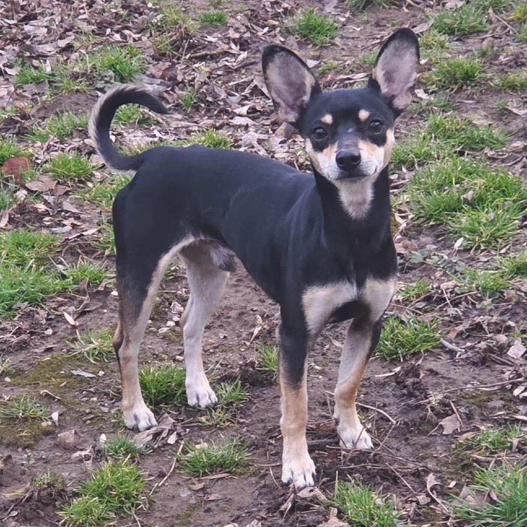 Enlarge Dale, a Adoptable mixed breed in Louisville, KY image 1/3