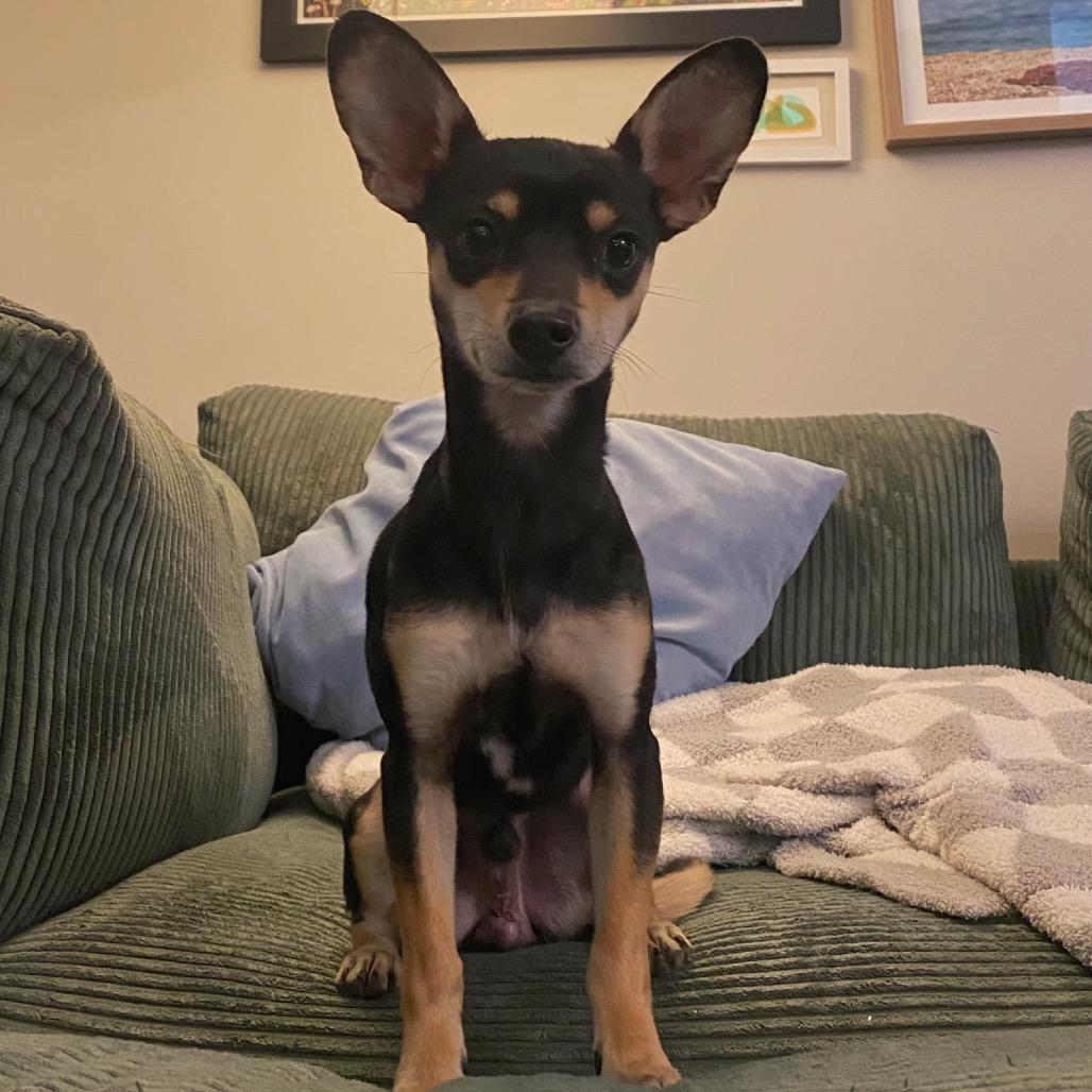 Enlarge Dale, a Adoptable mixed breed in Louisville, KY image 2/3