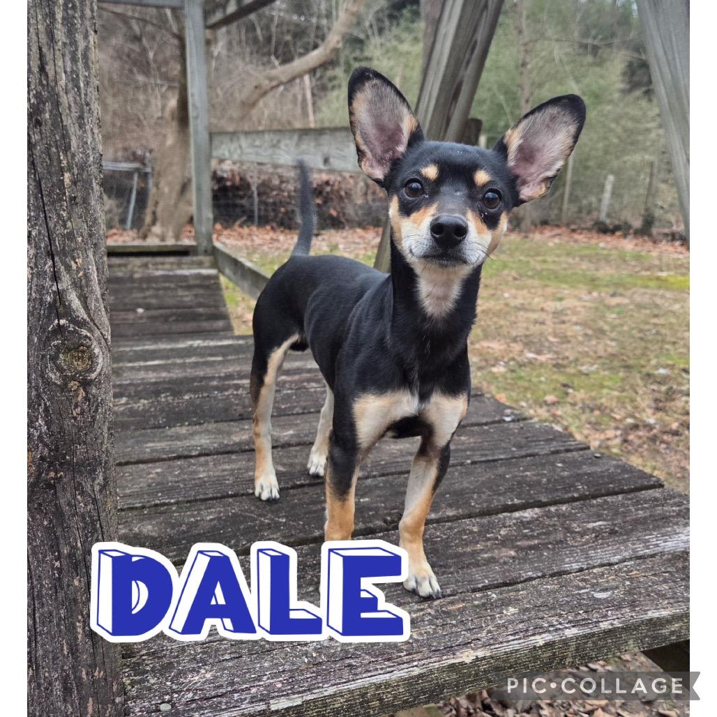 Enlarge Dale, a Adoptable mixed breed in Louisville, KY image 3/3