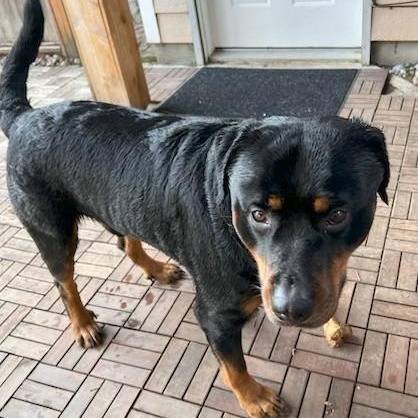 Boskoe, Adoptable, Adult Male Rottweiler.