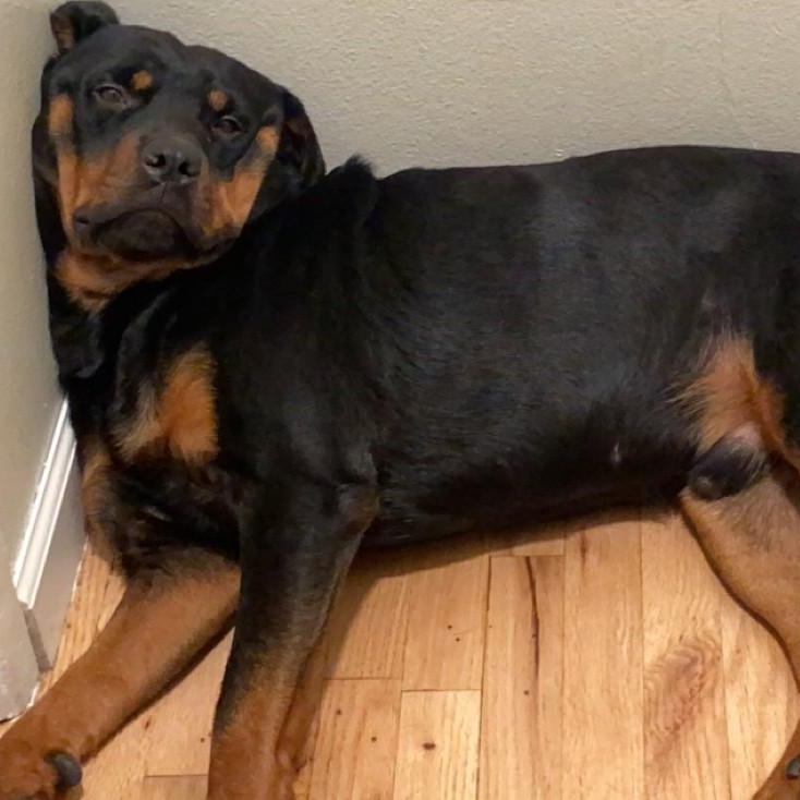 Enlarge Boskoe, a Adoptable Rottweiler in Redmond, WA image 2/6