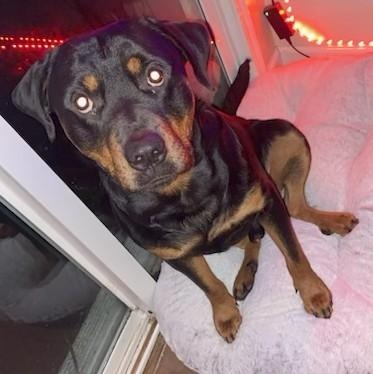 Enlarge Boskoe, a Adoptable Rottweiler in Redmond, WA image 4/6