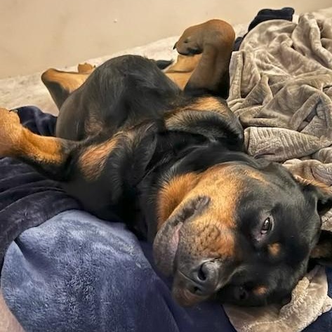 Enlarge Boskoe, a Adoptable Rottweiler in Redmond, WA image 5/6