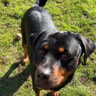 Enlarge Boskoe, a Adoptable Rottweiler in Redmond, WA image 6/6