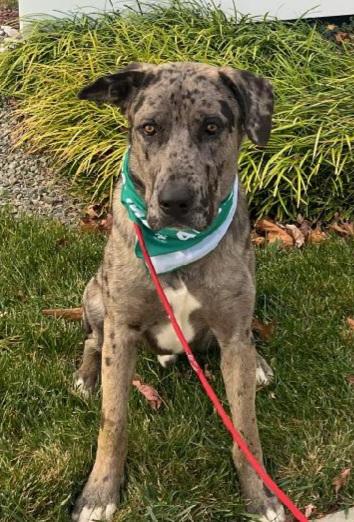 DIESEL, a Adopted mixed breed in Linden, NJ image 5/5