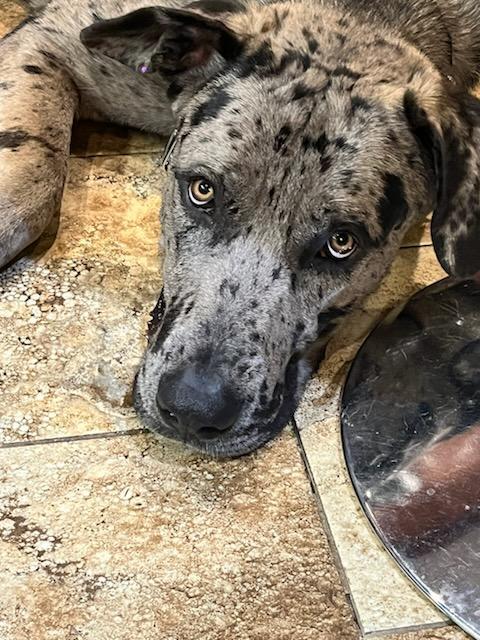 DIESEL, a Adopted mixed breed in Linden, NJ image 2/5