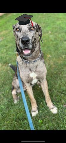 DIESEL, a Adopted mixed breed in Linden, NJ image 4/5