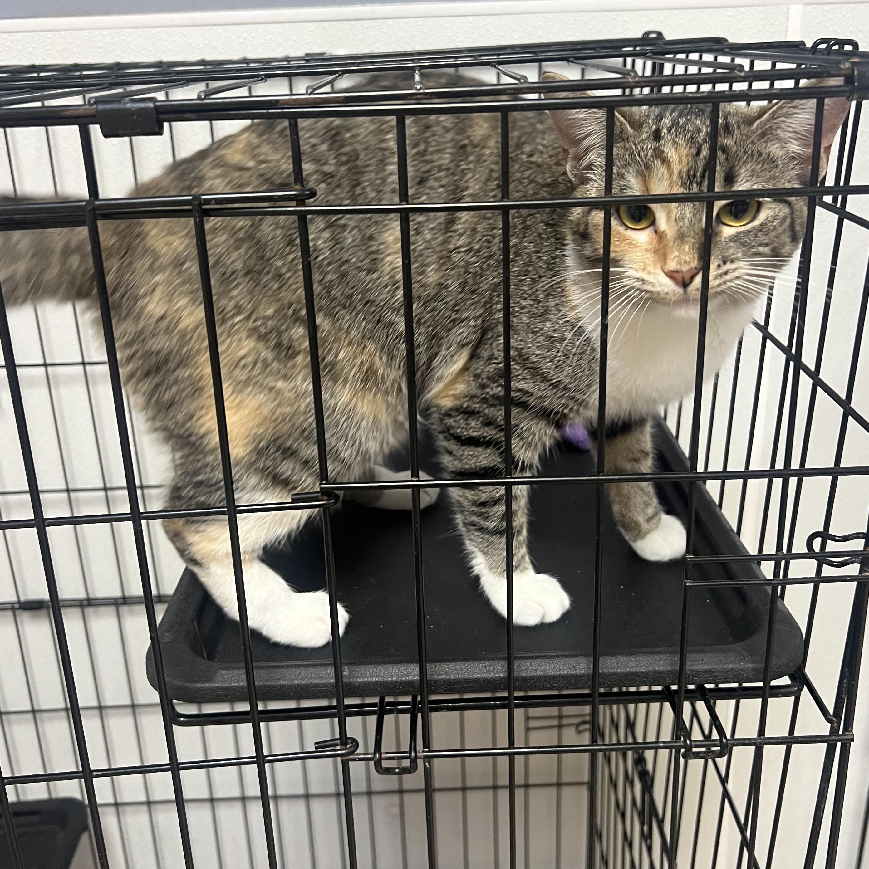 Champagne, Adopted, Young Female Calico.