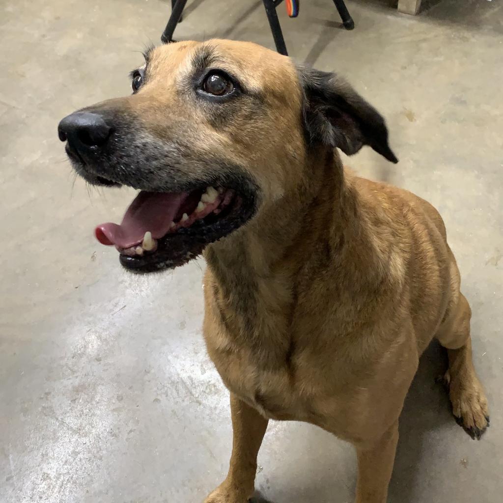 Max West, Adoptable, Senior Male Labrador Retriever.