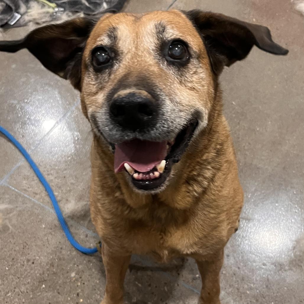 Max West, a Adoptable Labrador Retriever in Washburn, MO image 2/5