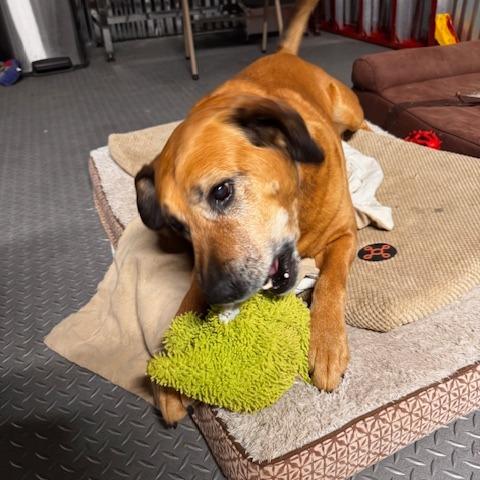 Max West, a Adoptable Labrador Retriever in Washburn, MO image 2/2