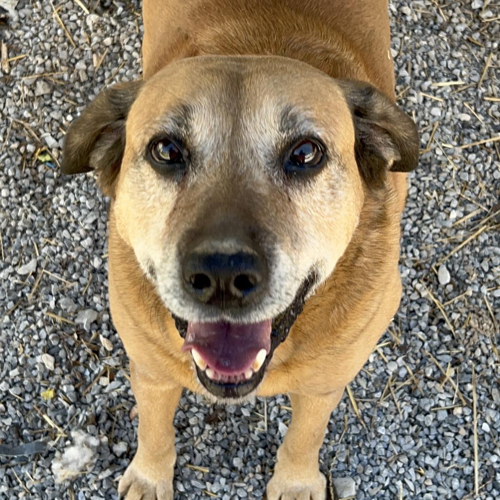 Enlarge Max West, a Adoptable Labrador Retriever in Washburn, MO image 3/3
