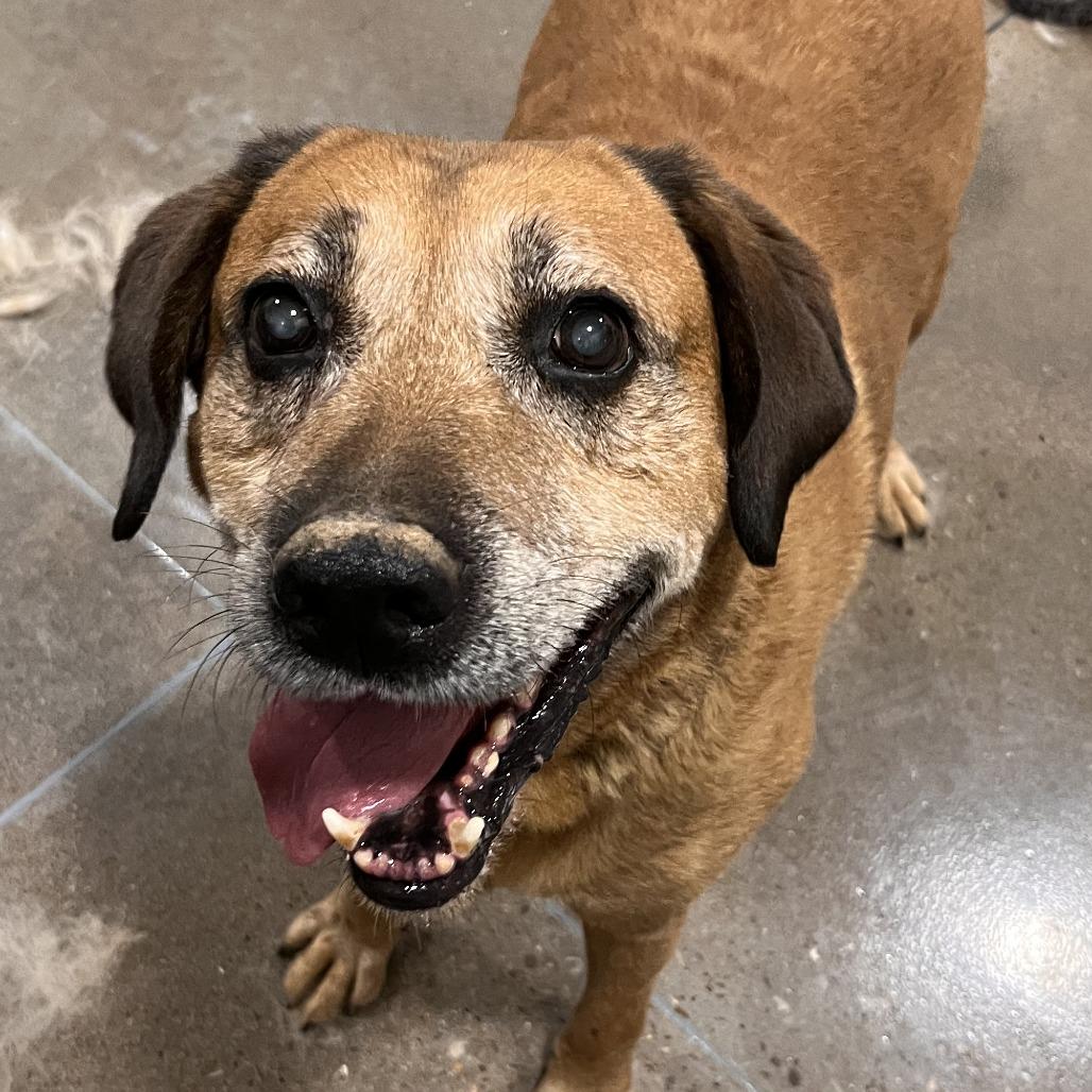 Max West, a Adoptable Labrador Retriever in Washburn, MO image 5/5