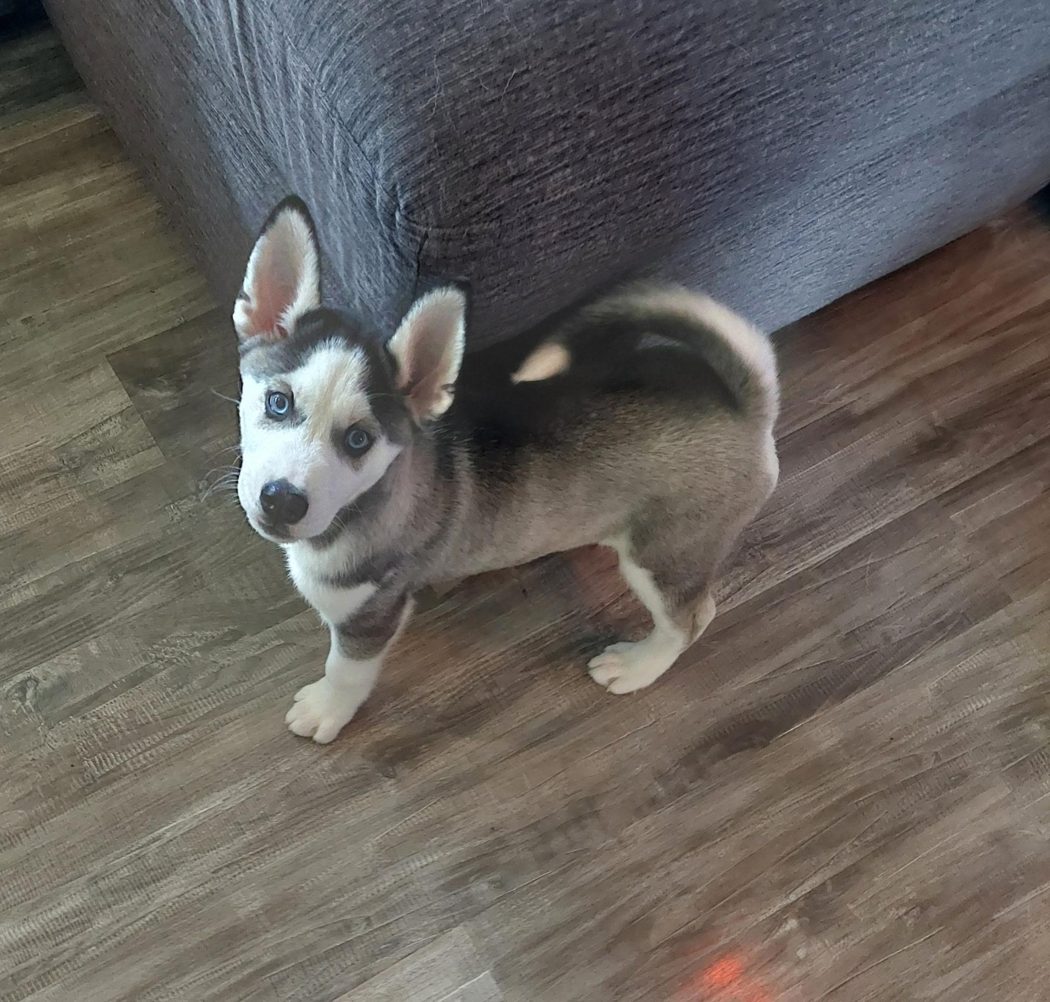 Enlarge Baby, a ADOPTABLE mixed breed in Seville, OH image 2/3