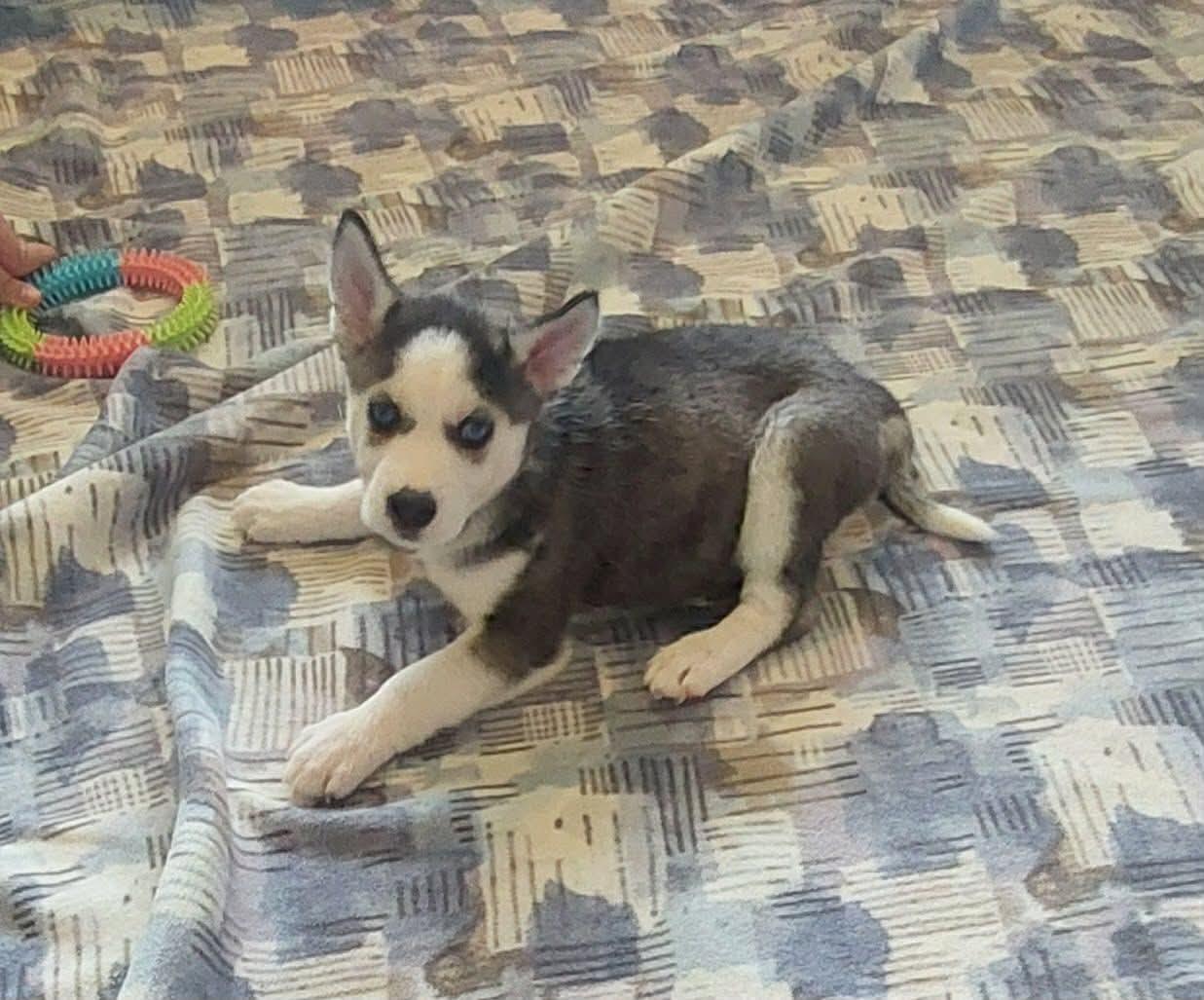 Enlarge Baby, a ADOPTABLE mixed breed in Seville, OH image 3/3