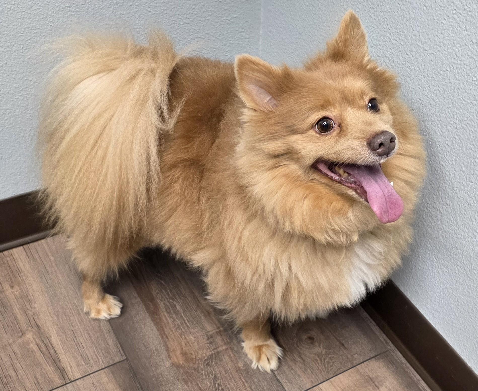 Enlarge Bingo, a ADOPTABLE Pomeranian in Lisbon, IA image 2/6