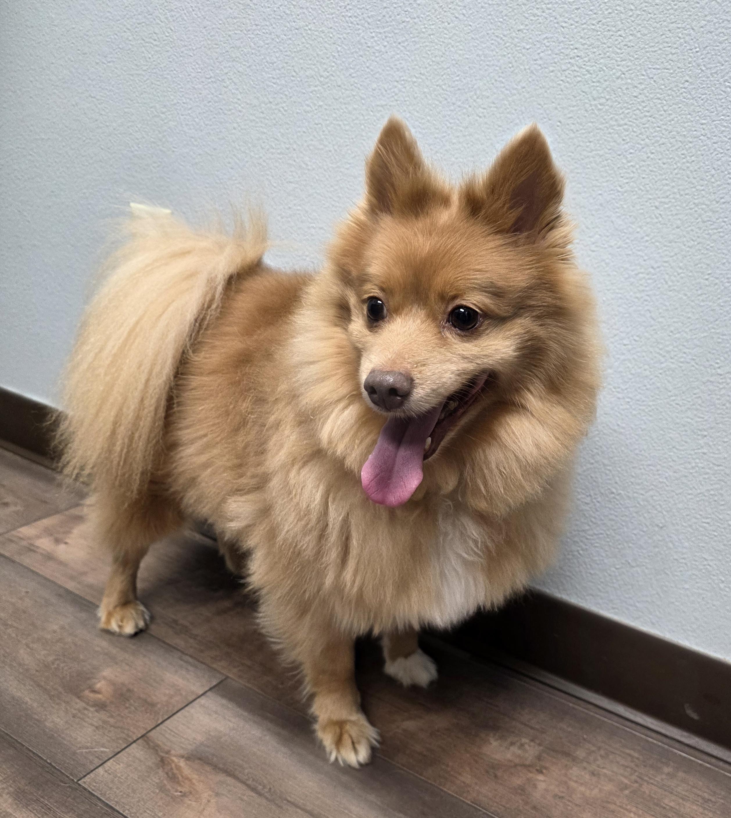 Enlarge Bingo, a ADOPTABLE Pomeranian in Lisbon, IA image 3/6
