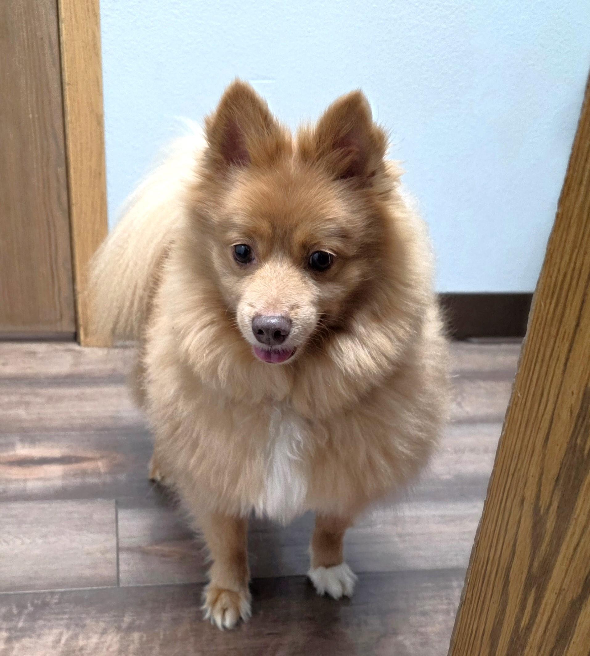 Enlarge Bingo, a ADOPTABLE Pomeranian in Lisbon, IA image 5/6