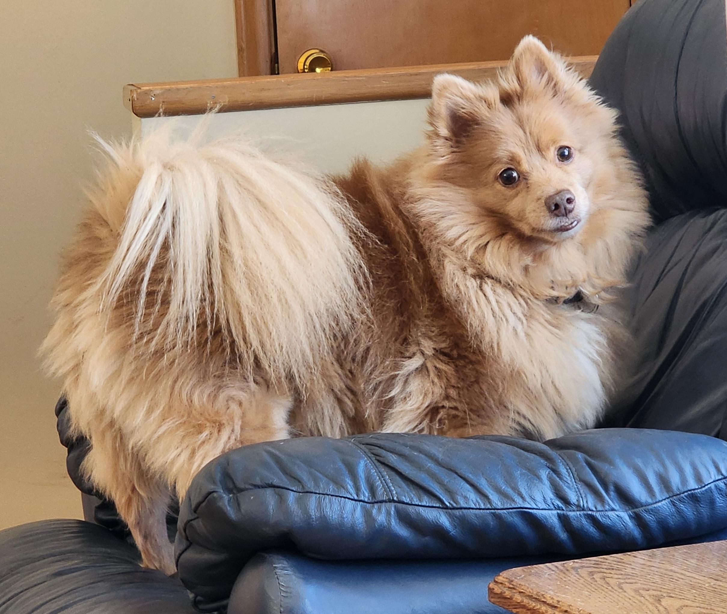 Enlarge Bingo, a ADOPTABLE Pomeranian in Lisbon, IA image 6/6