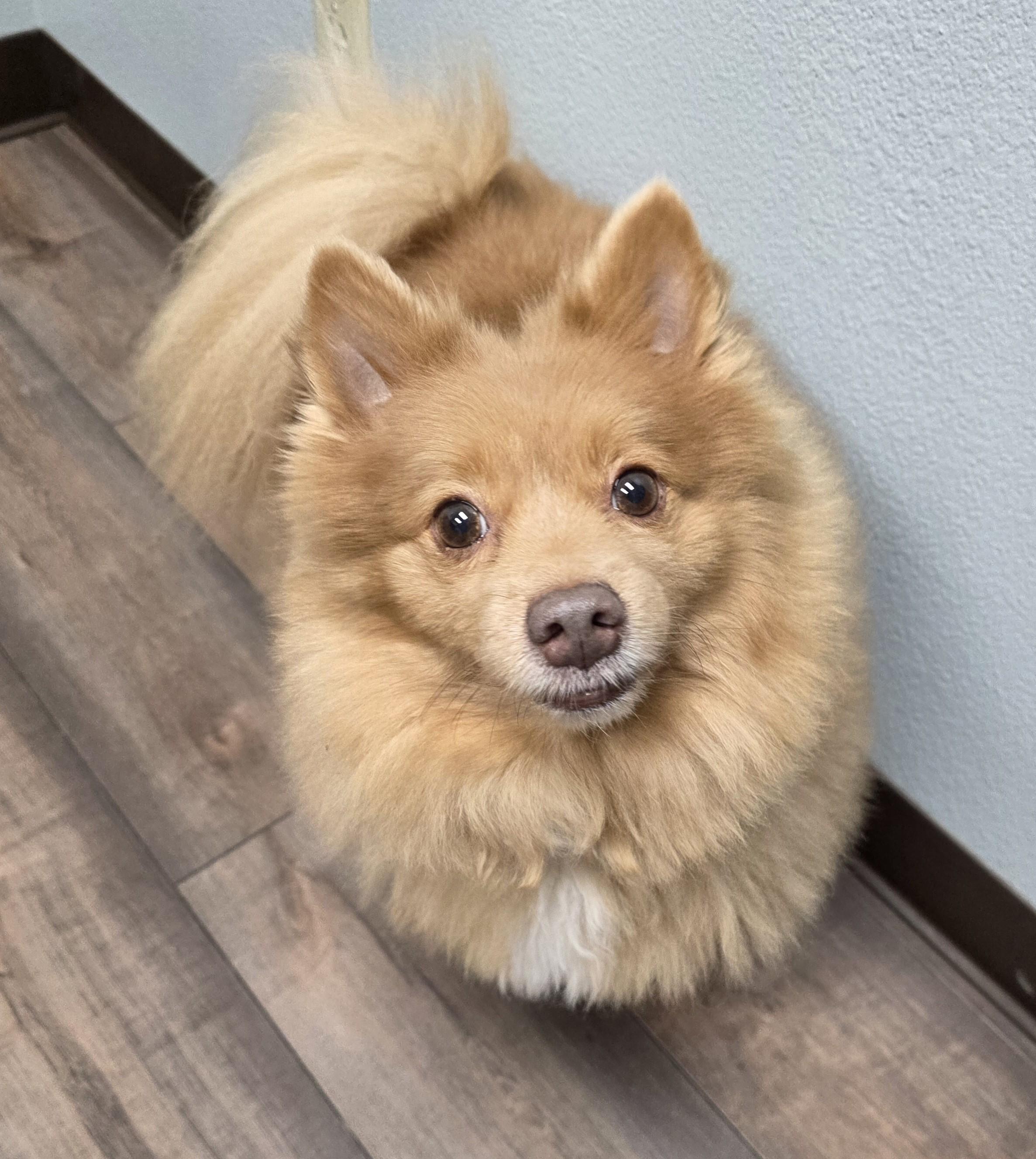 Enlarge Bingo, a ADOPTABLE Pomeranian in Lisbon, IA image 4/6