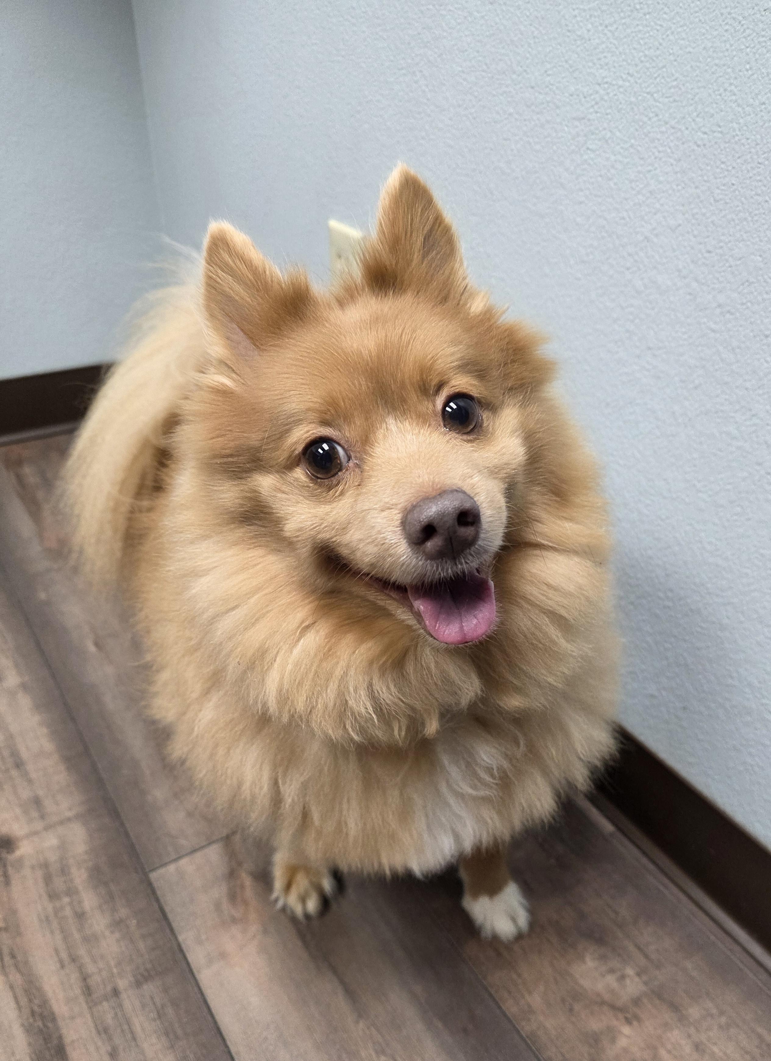 Enlarge Bingo, a ADOPTABLE Pomeranian in Lisbon, IA image 1/6