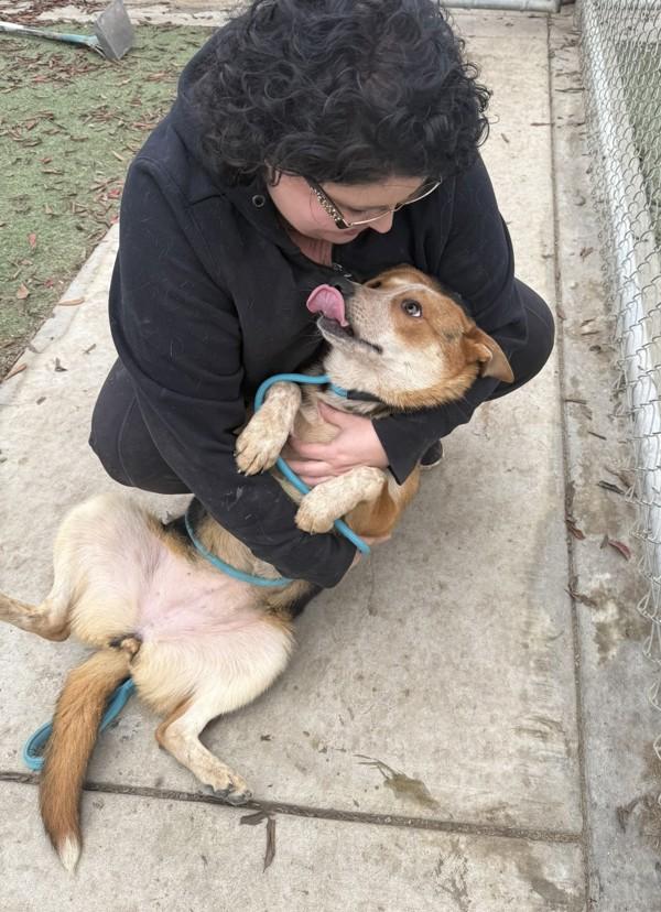 Enlarge Steph, a Adoptable mixed breed in Tulare, CA image 1/1