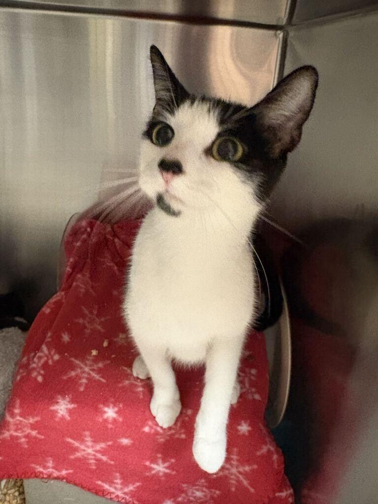 Kayne, Adoptable, Adult Female Domestic Short Hair.