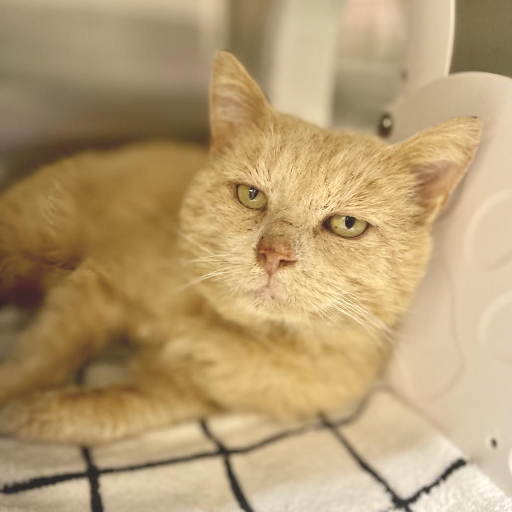 Lincoln 26-0020, Adoptable, Young Male Domestic Short Hair.