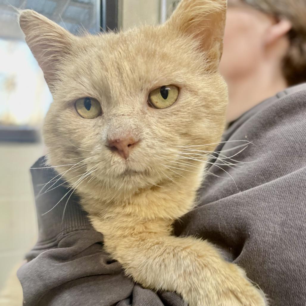 Lincoln 26-0020, a Adoptable Domestic Short Hair in Yanceyville, NC image 2/3