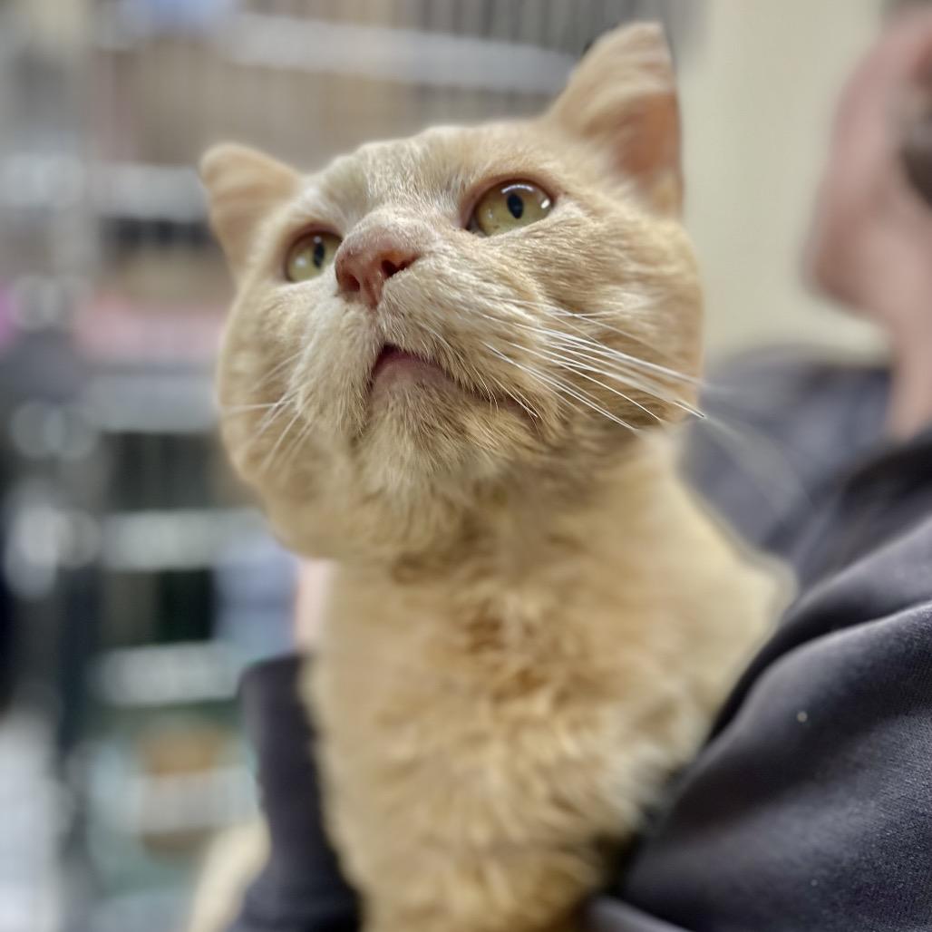 Lincoln 26-0020, a Adoptable Domestic Short Hair in Yanceyville, NC image 3/3