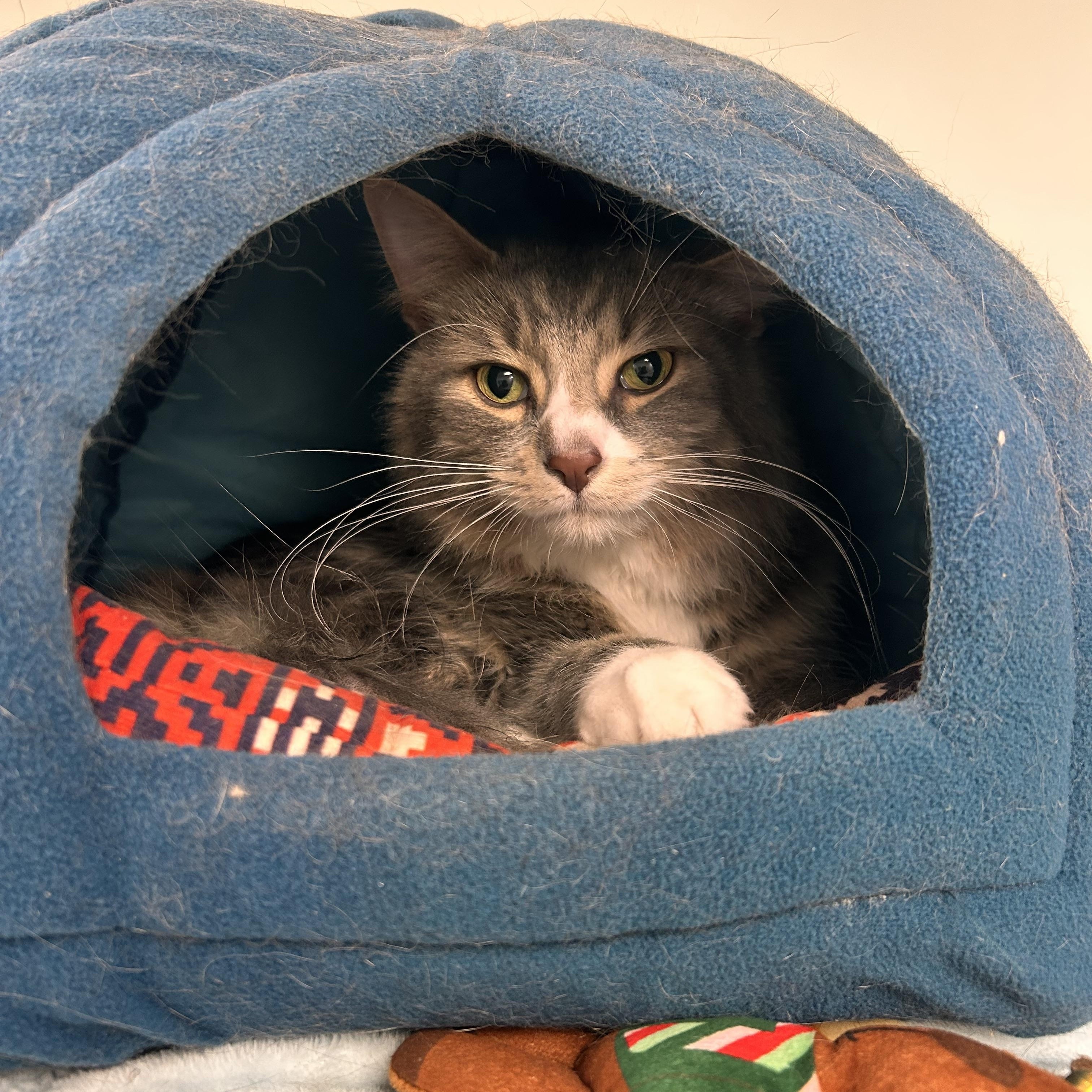 Enlarge Sterling, a ADOPTABLE Domestic Medium Hair in Hudsonville, MI image 4/5