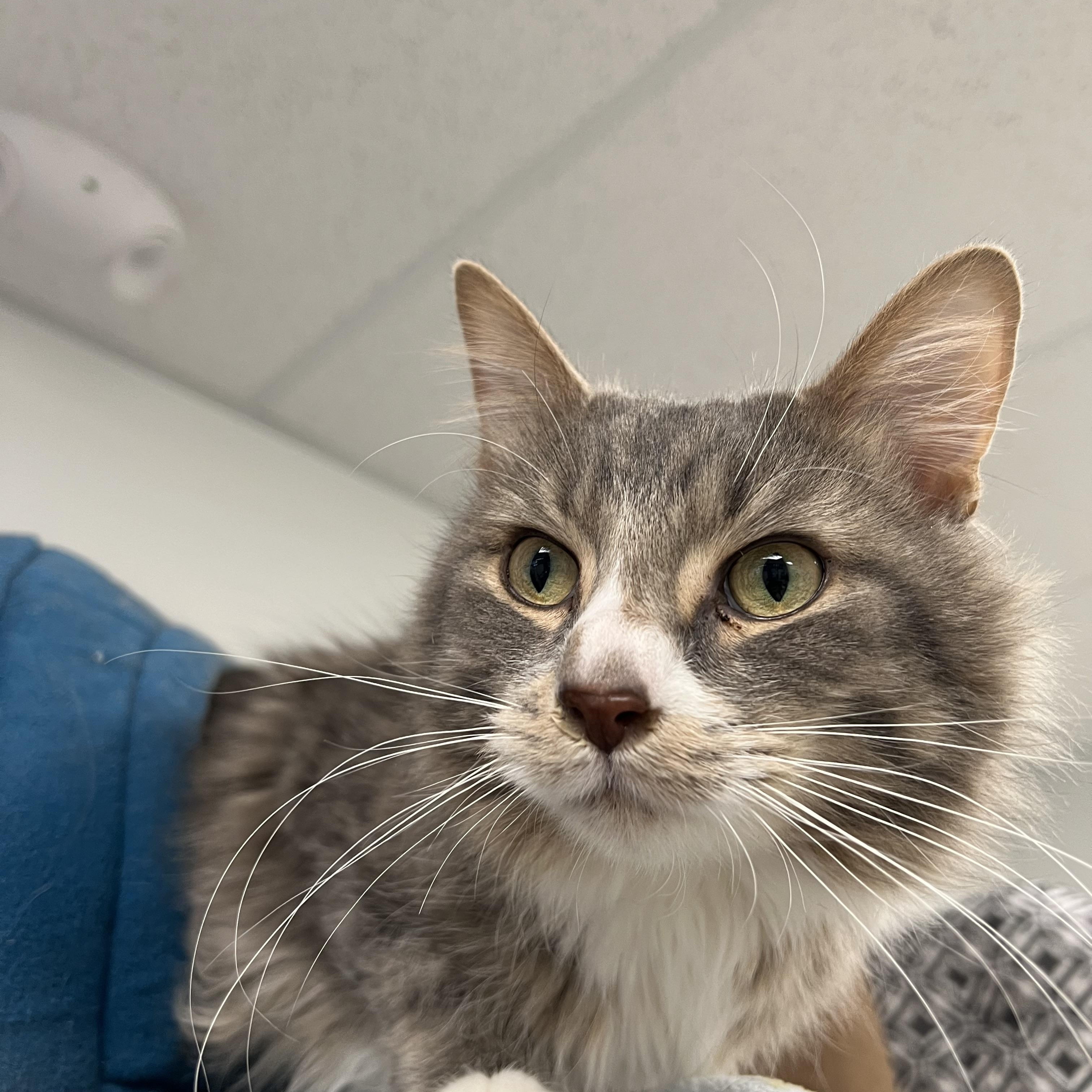 Enlarge Sterling, a ADOPTABLE Domestic Medium Hair in Hudsonville, MI image 3/5