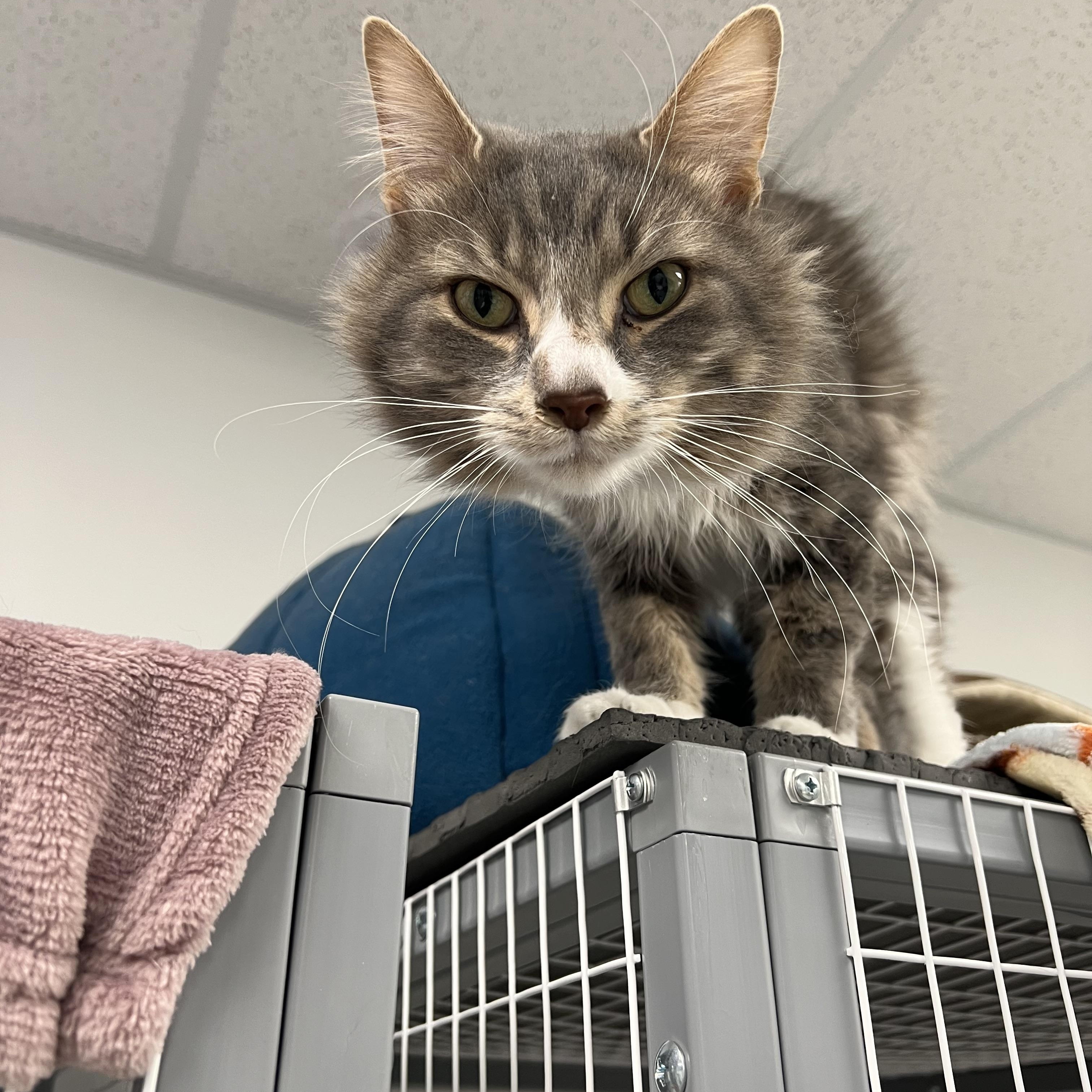 Enlarge Sterling, a ADOPTABLE Domestic Medium Hair in Hudsonville, MI image 2/5