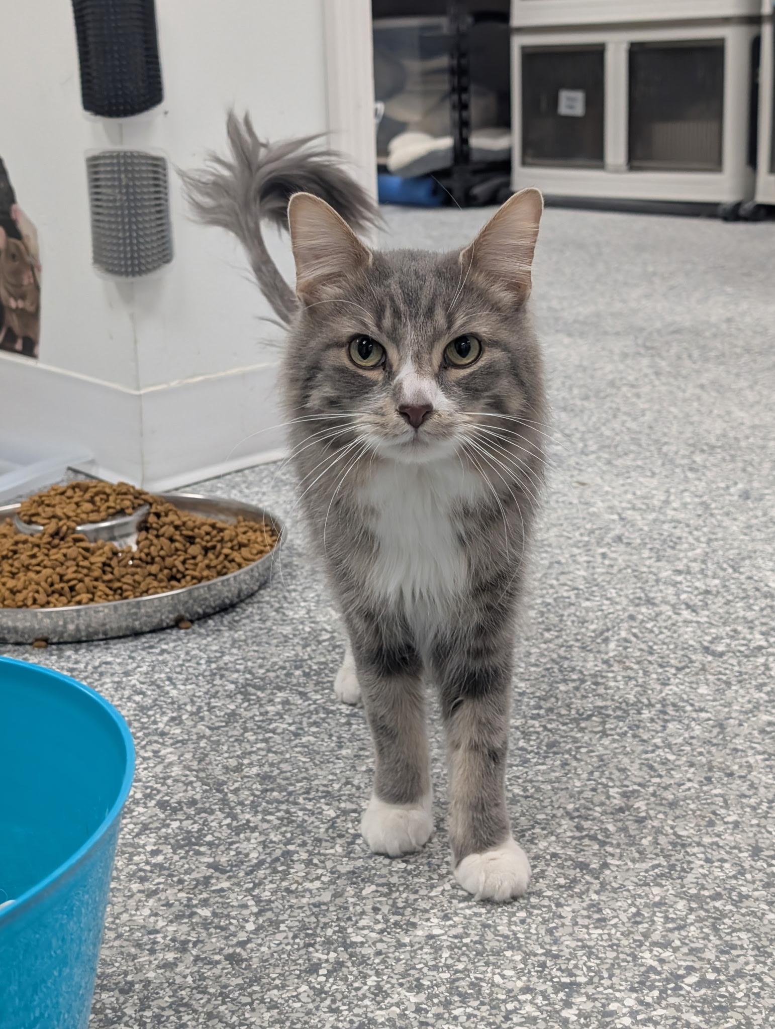 Enlarge Sterling, a ADOPTABLE Domestic Medium Hair in Hudsonville, MI image 1/5