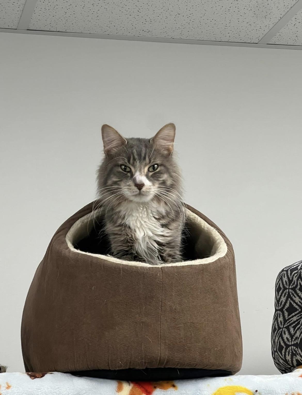 Enlarge Sterling, a ADOPTABLE Domestic Medium Hair in Hudsonville, MI image 5/5