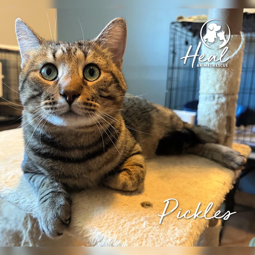 Pickles, Adoptable, Adult Male Domestic Short Hair.