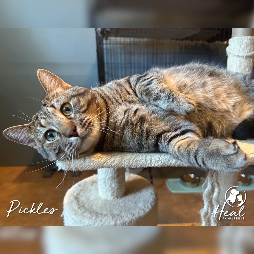 Enlarge Pickles, a Adoptable Domestic Short Hair in Youngwood, PA image 2/3