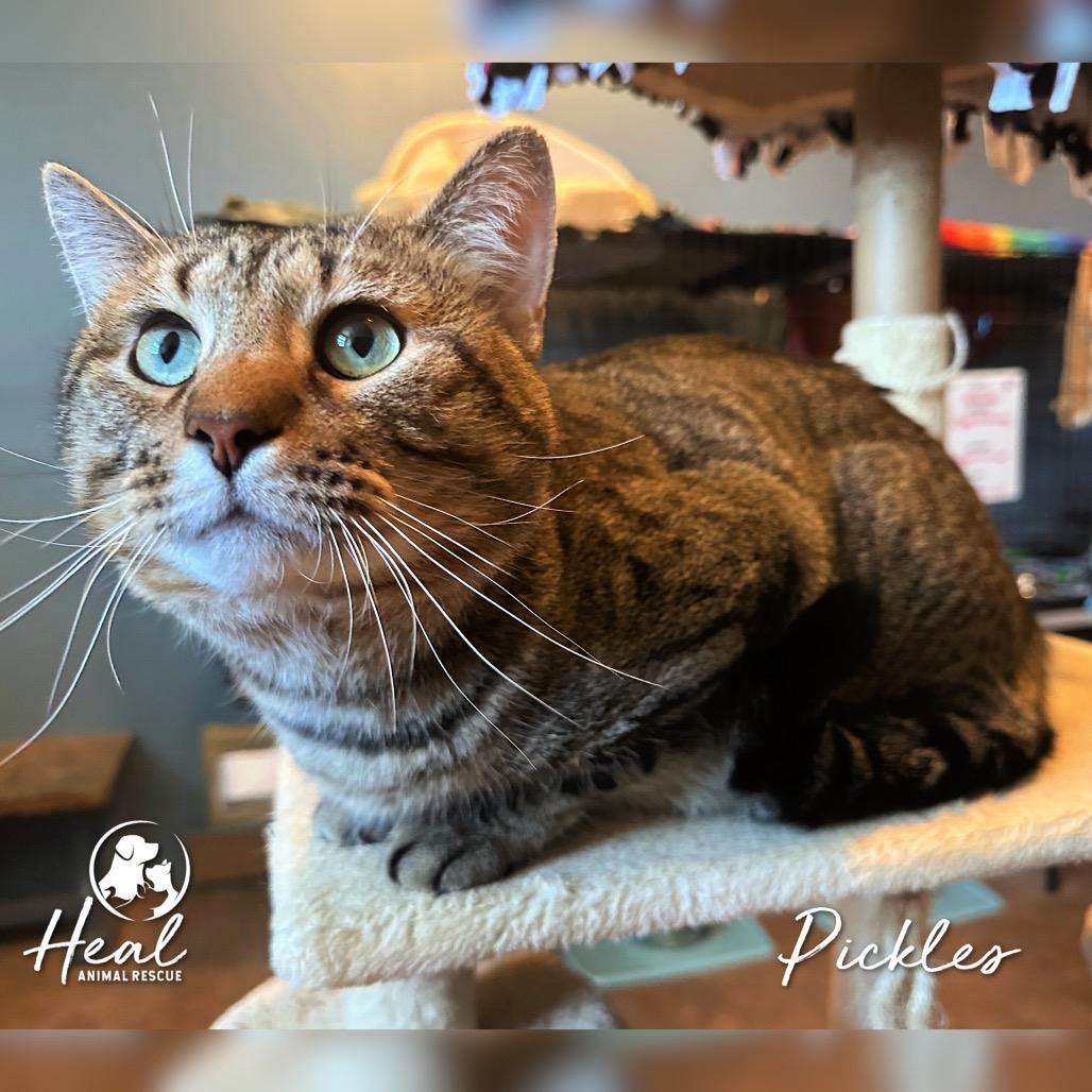 Enlarge Pickles, a Adoptable Domestic Short Hair in Youngwood, PA image 3/3