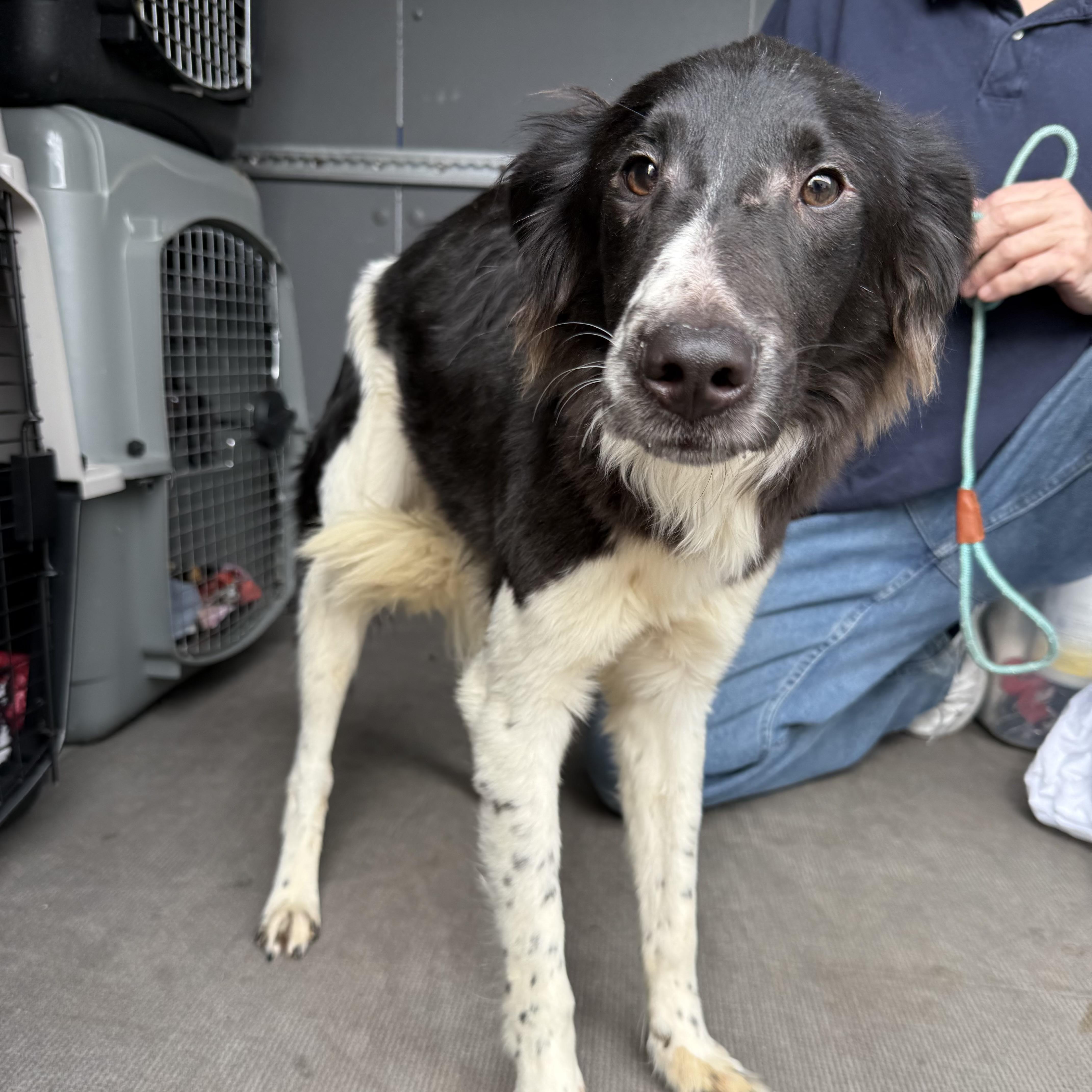 Fage — thumbnail 5