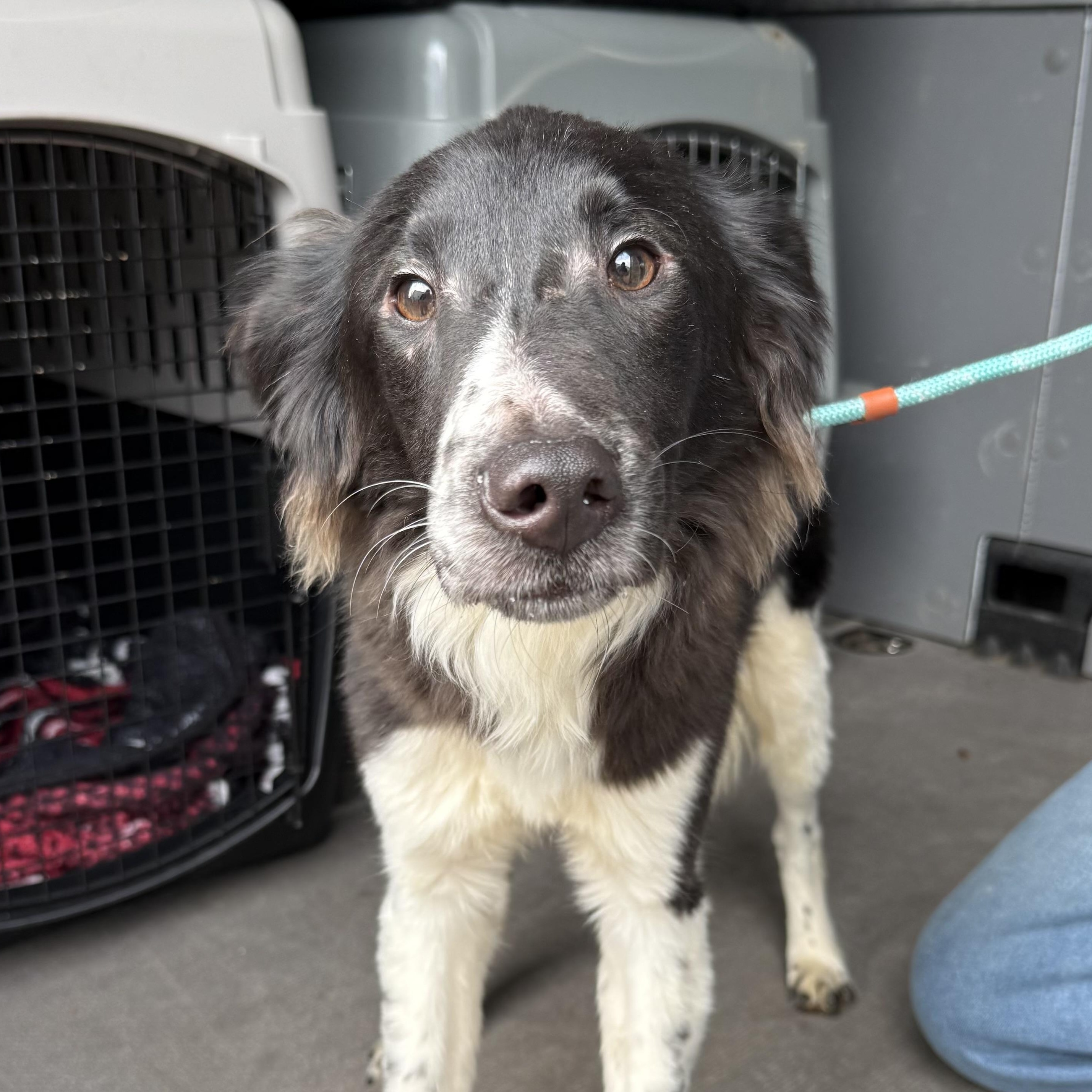 Fage — thumbnail 6