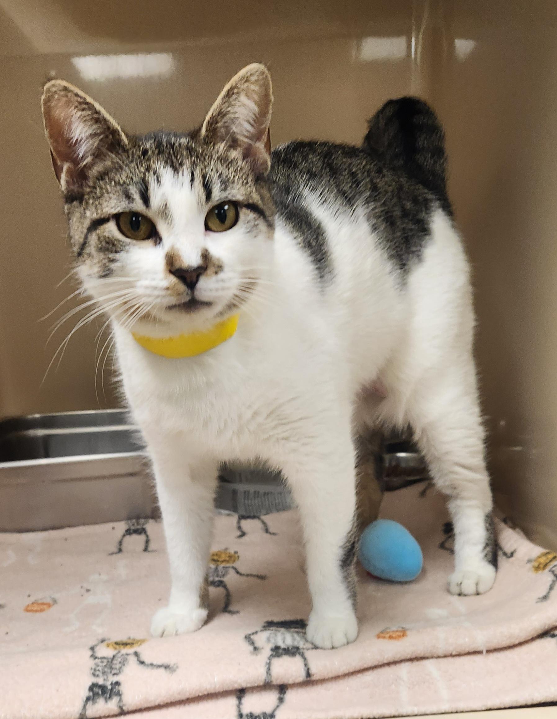 Aspen, ADOPTABLE, Young Female Domestic Short Hair.