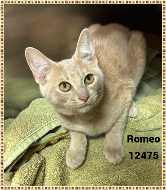 ROMEO