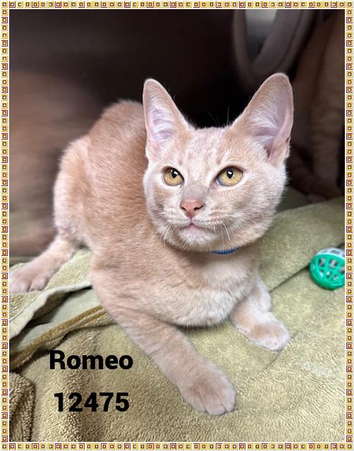 ROMEO