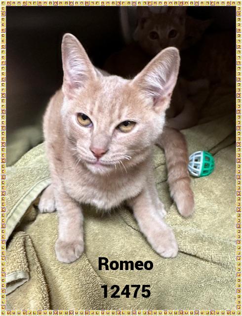 ROMEO