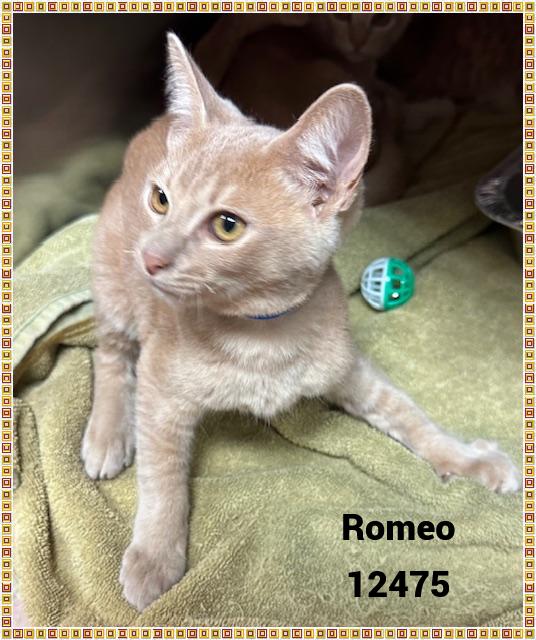 ROMEO