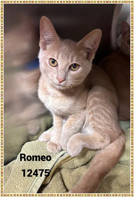 ROMEO