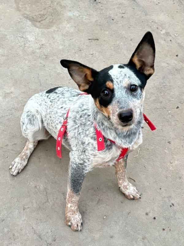 Enlarge Mae, a Adoptable mixed breed in San Diego, CA image 1/6